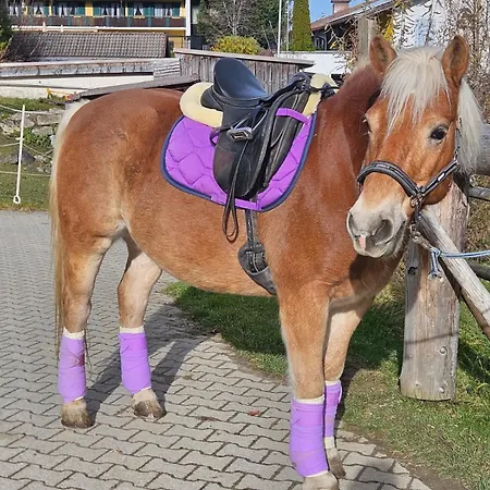 Ferien- Und Reiterhof Ochsenkopf Aparthotel Missen-Wilhams